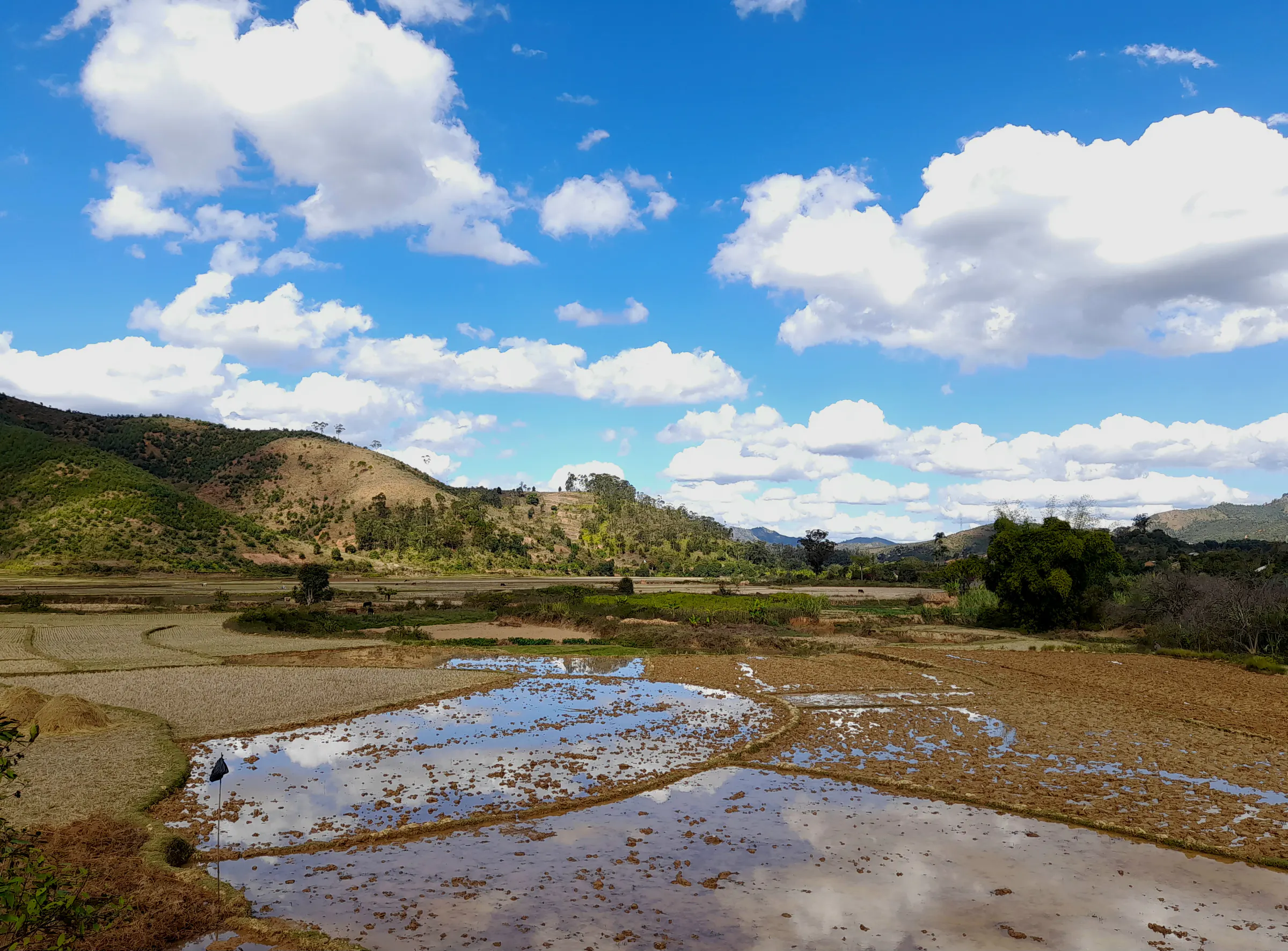 Flooded rice paddies ready for planting at Anjiro, Alaotra-Mangoro region