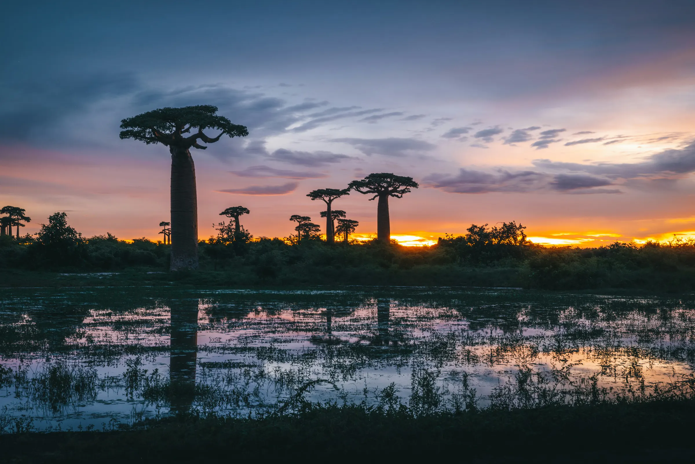 Baobab silhouettes reflected in a flooded field at sunset