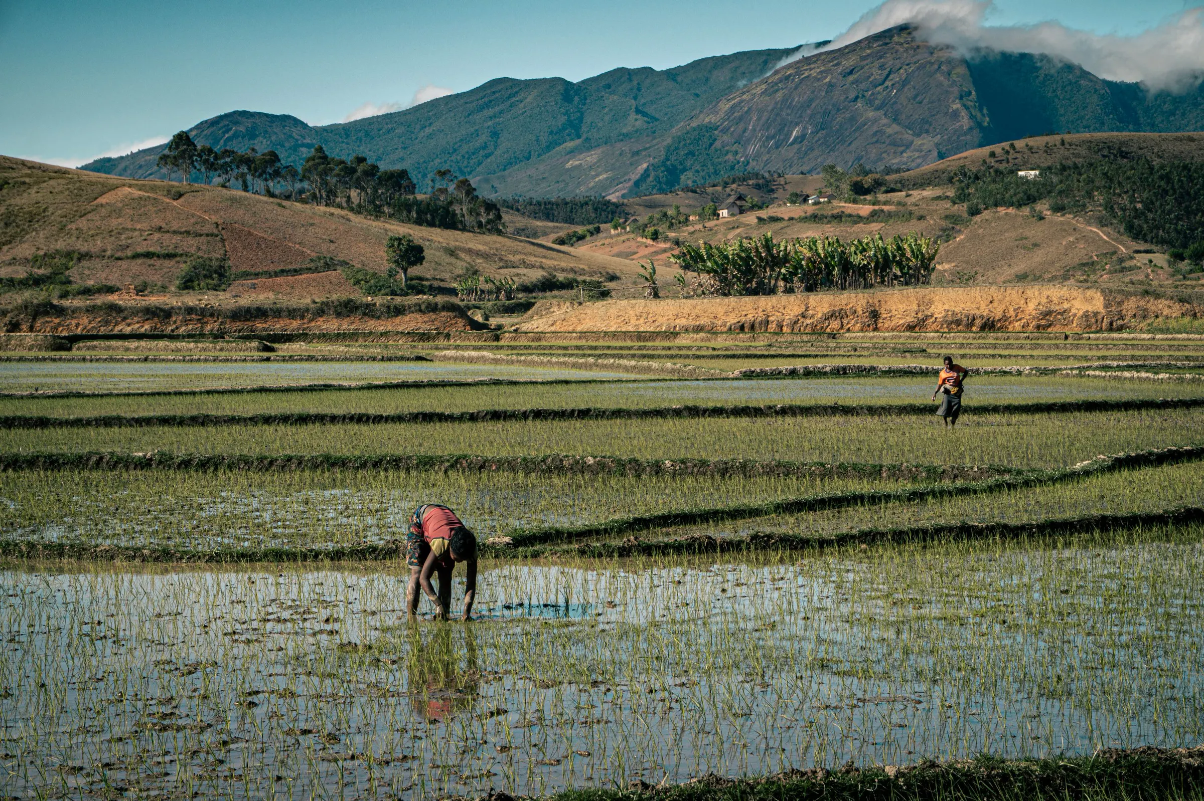 Farmers at work in flooded rice paddies at the foot of the mountains