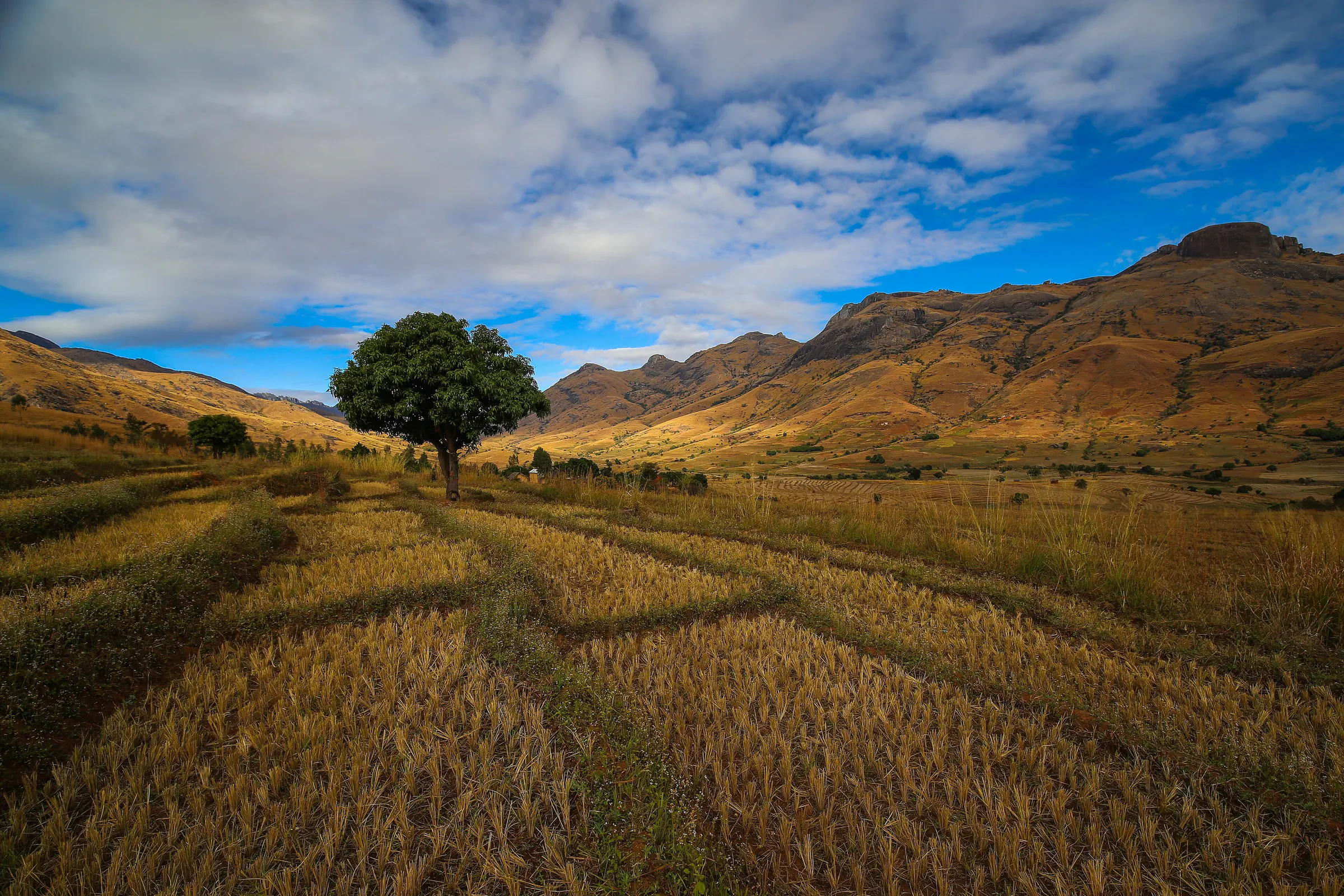 Golden harvested rice paddies, a lone tree and granite mountains near Fianarantsoa