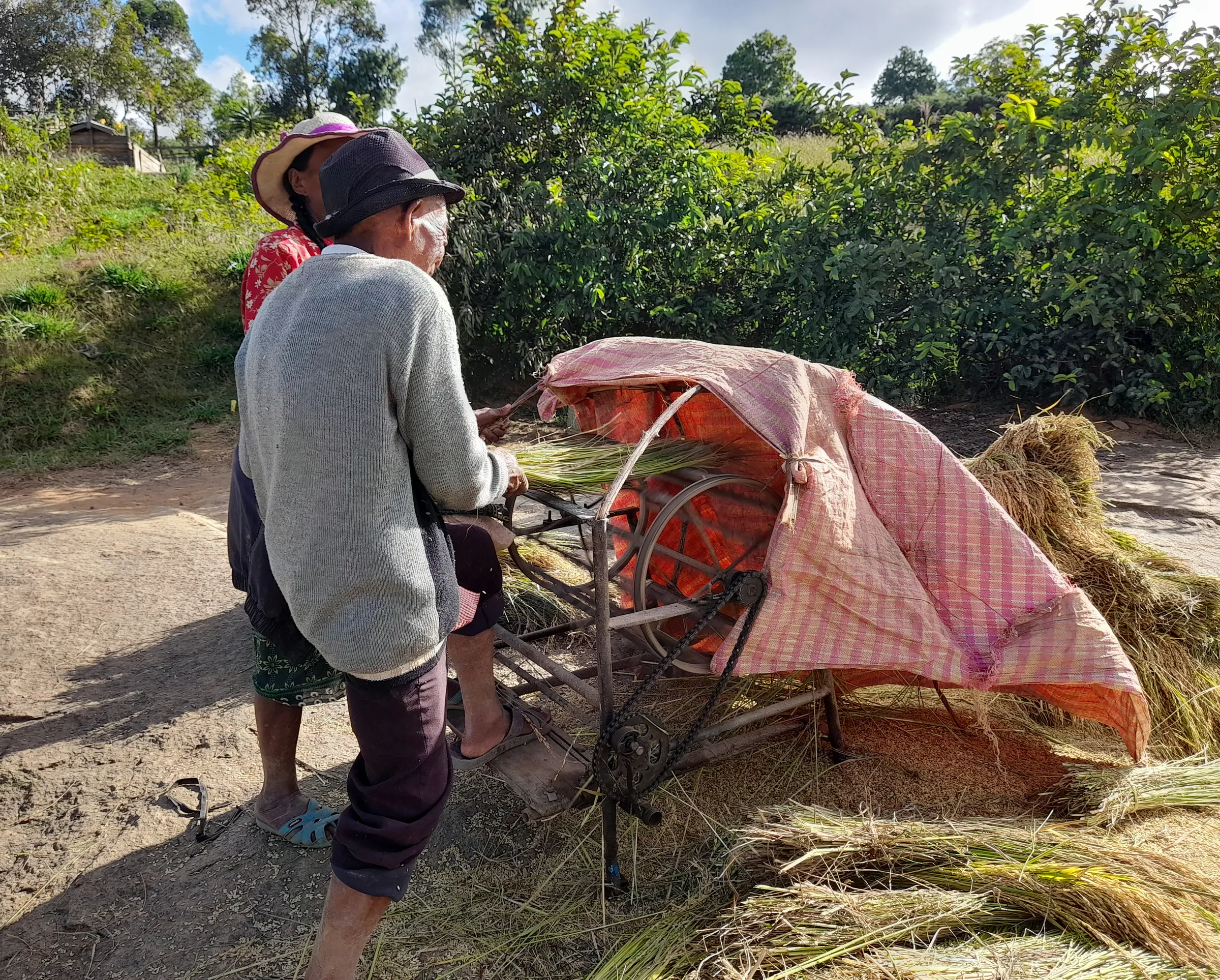 Threshing rice sheaves on a pedal thresher