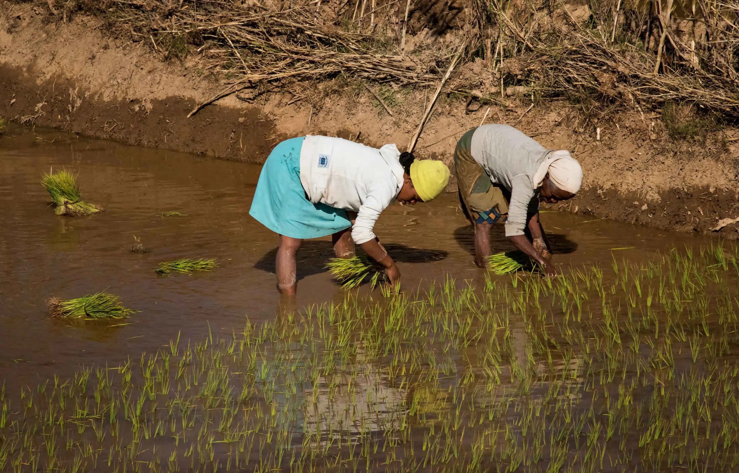 Two women transplanting rice seedlings (ketsa) in a flooded paddy