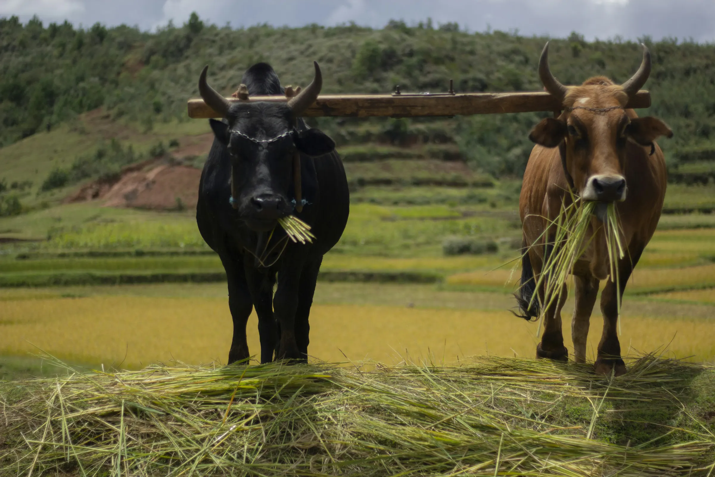 Yoked pair of zebu in front of terraced rice paddies in Ankaratra