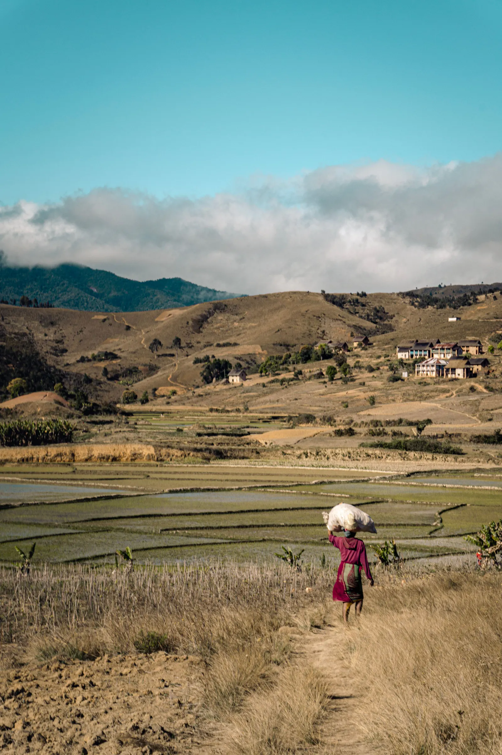 A farmer walks with a load on her head between rice paddies and hills