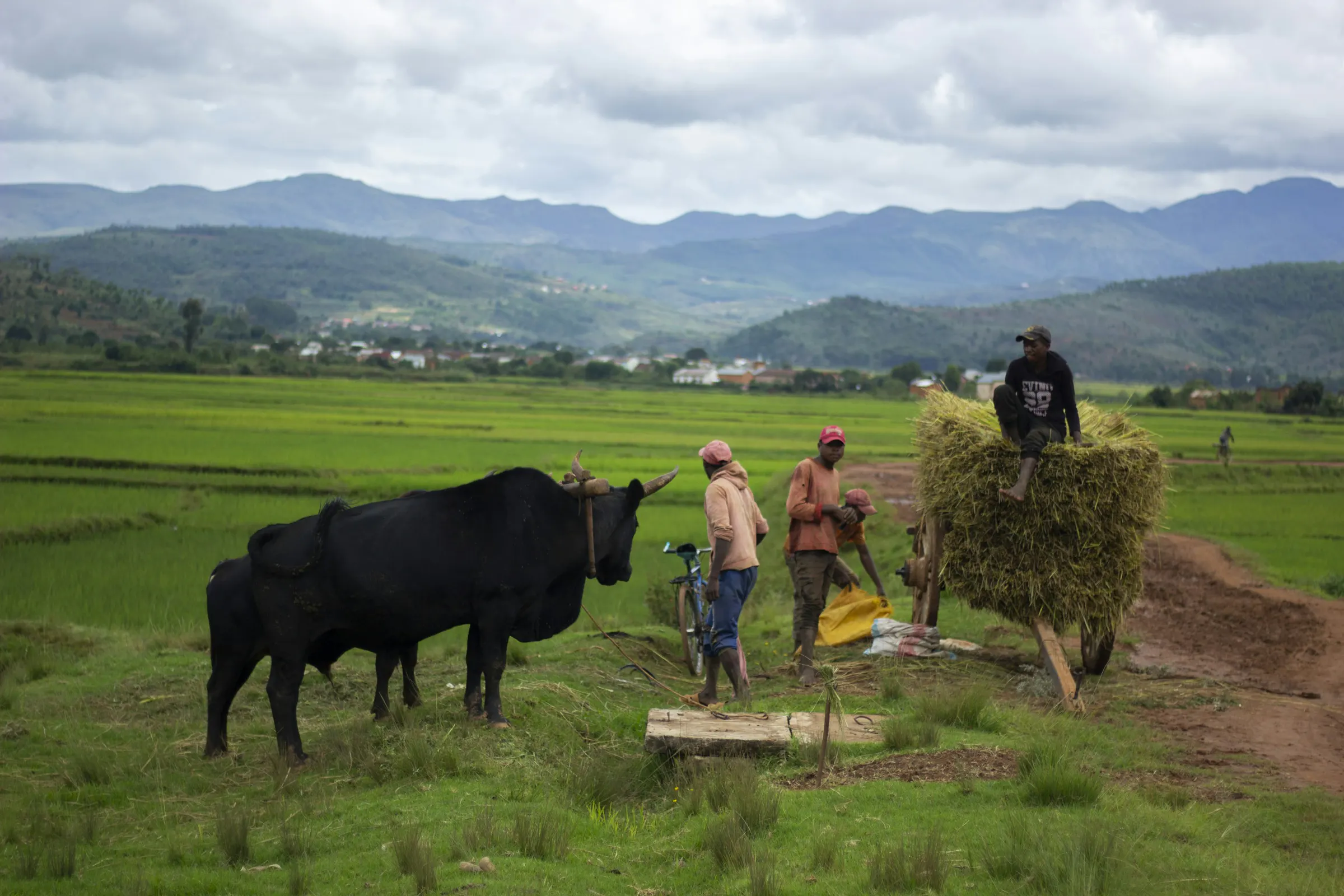 Farmers with their zebu and a cart of sheaves among the rice fields of Ankaratra