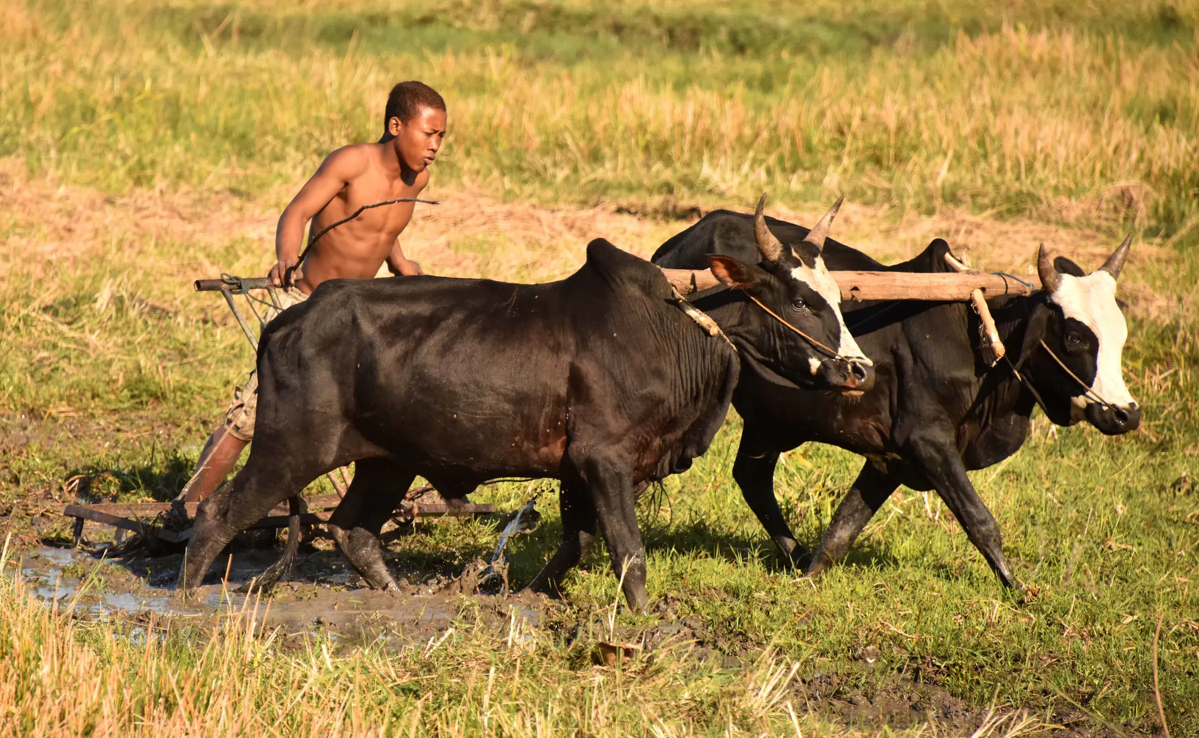 A farmer ploughs his rice field with a pair of zebu