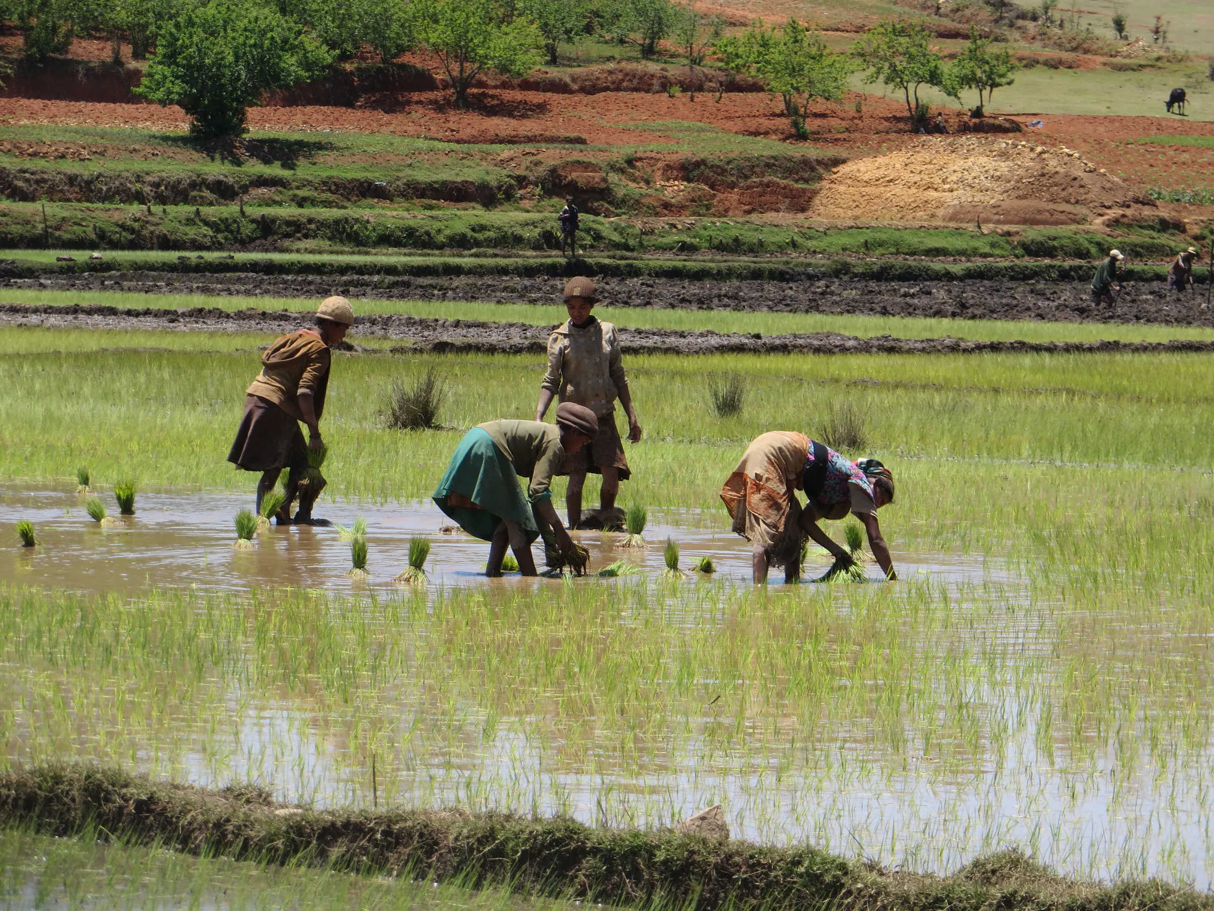 Farmers transplanting young rice seedlings in a flooded paddy at Soanindrariny