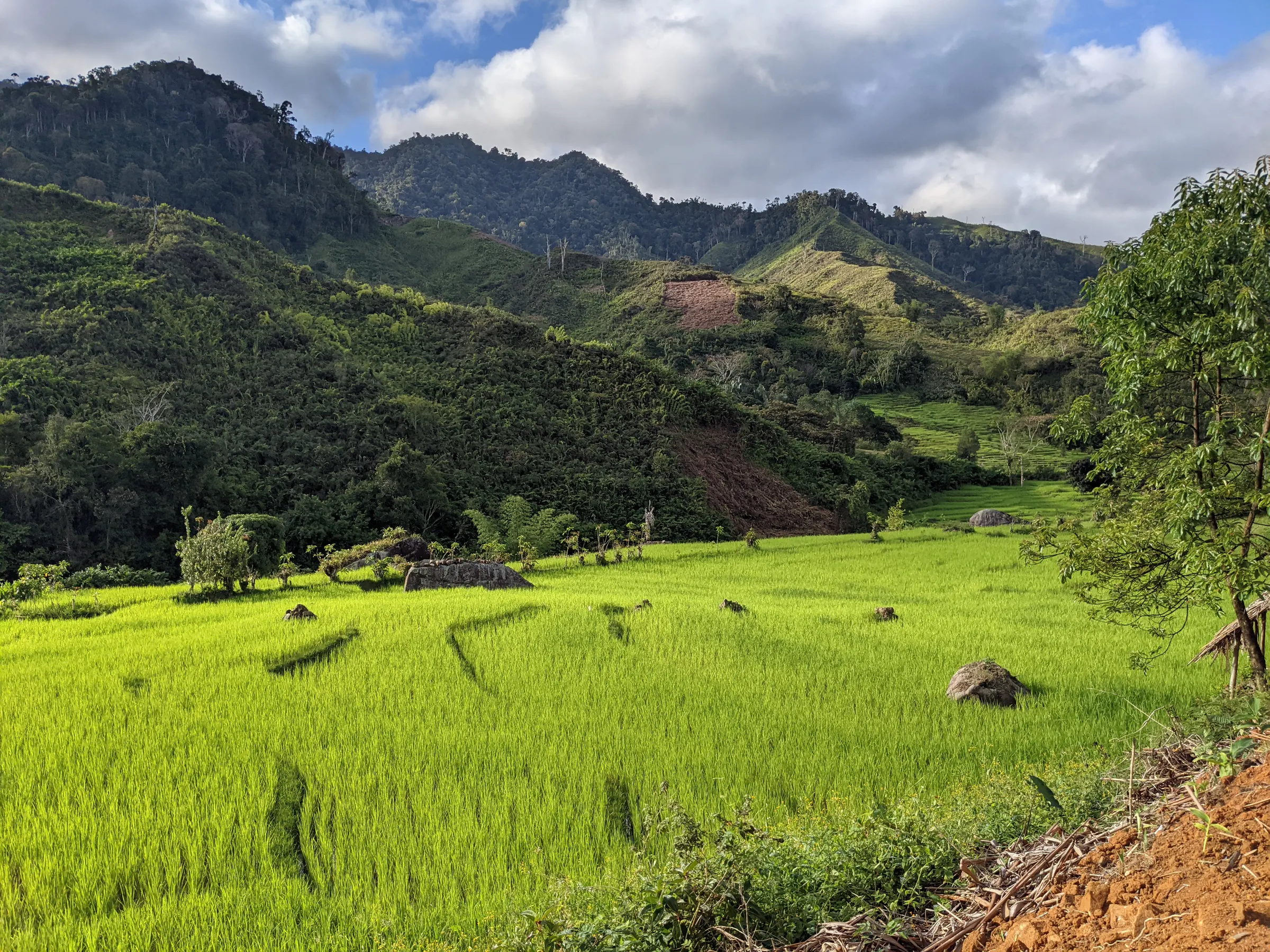 Vivid green rice paddies below forested mountains near Ampokafo