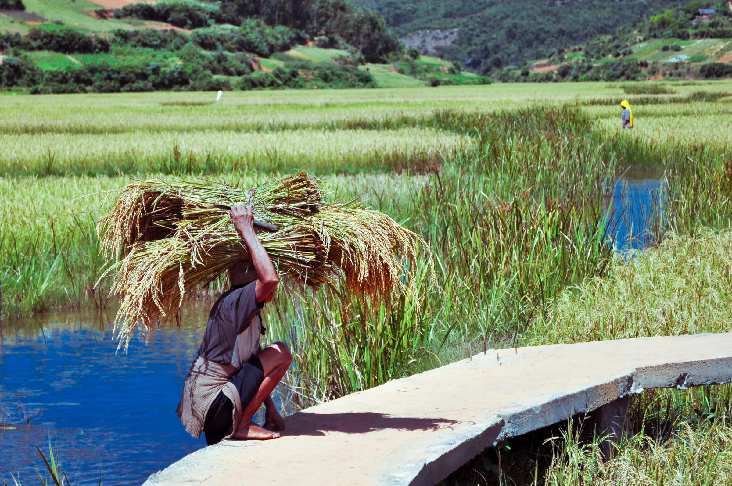 A woman carries freshly cut rice sheaves on her head along a paddy dyke