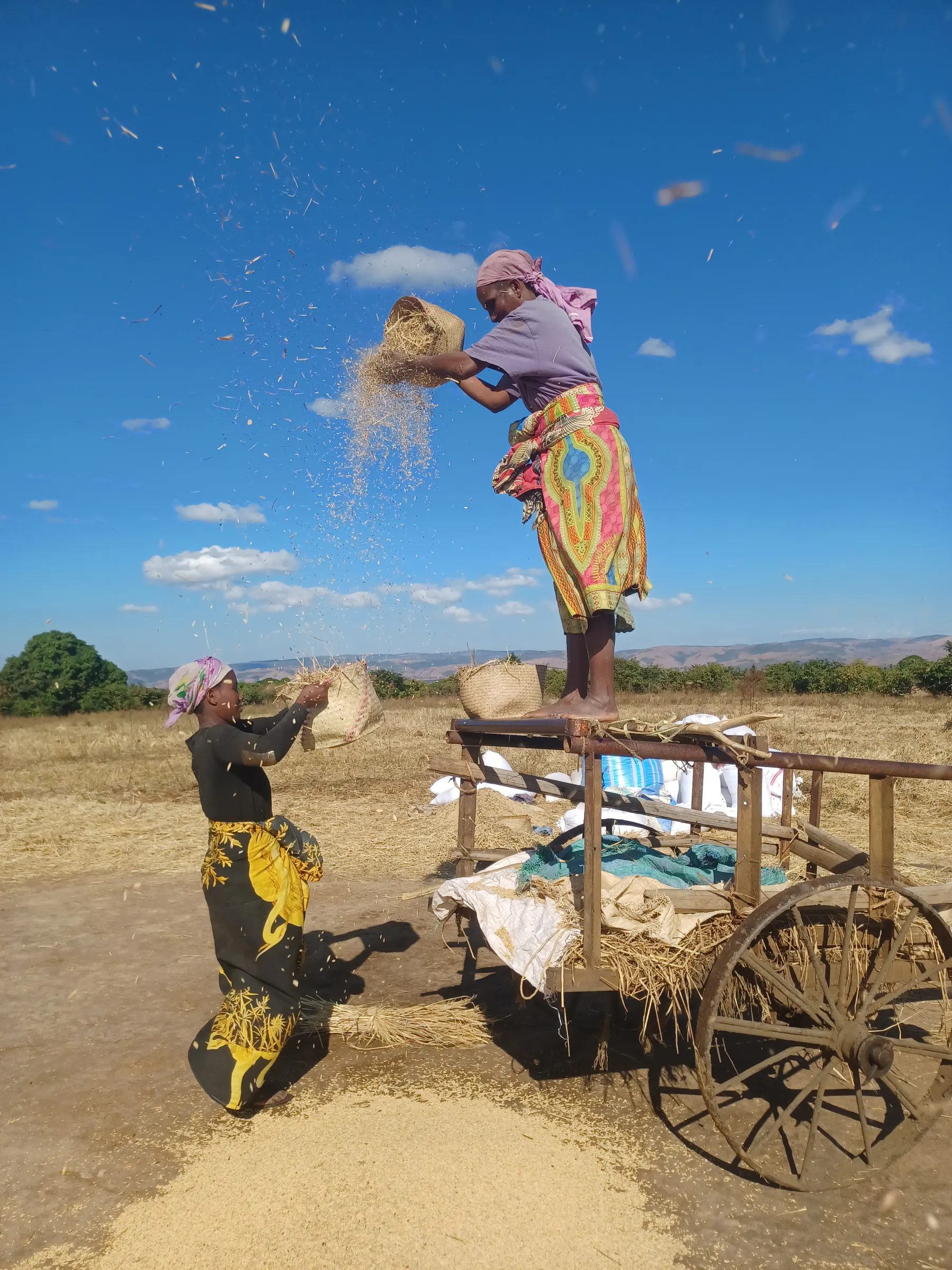 Women winnowing rice from a zebu cart under a blue sky